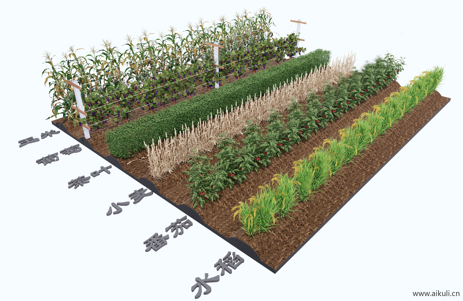 园艺菜园种植箱农场菜地蔬菜农作物 (9)