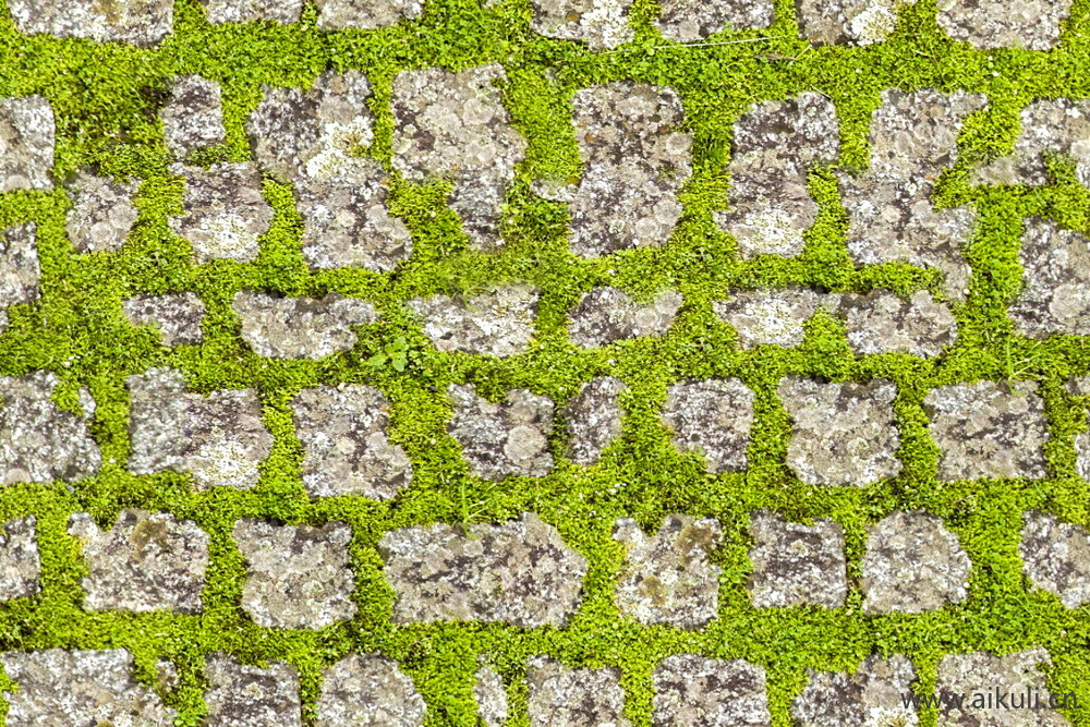 植草砖透水砖草坪砖停车位生态地面铺装贴图BF