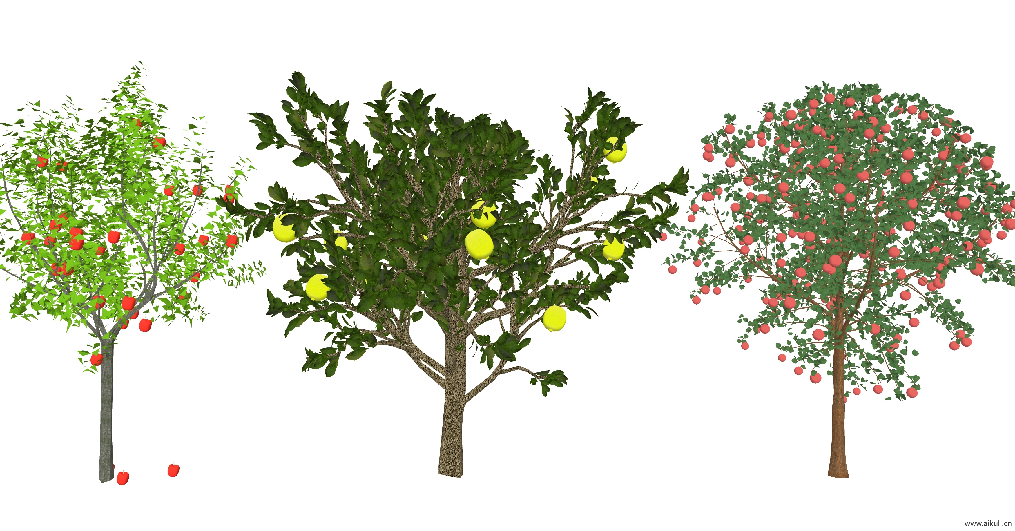 芒果 苹果树