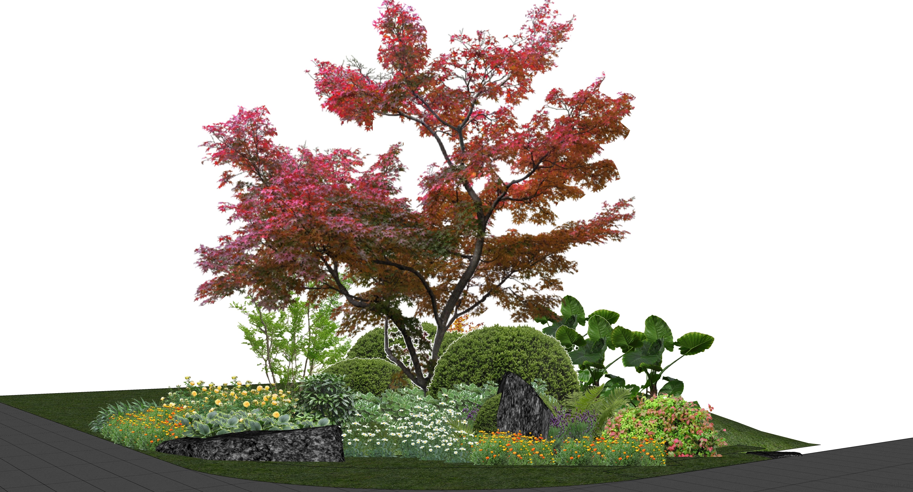 植物组合_花境_花草组合_红枫_景石SU模型