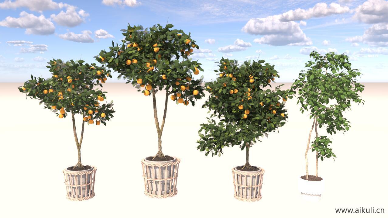 金钱橘绿植盆栽