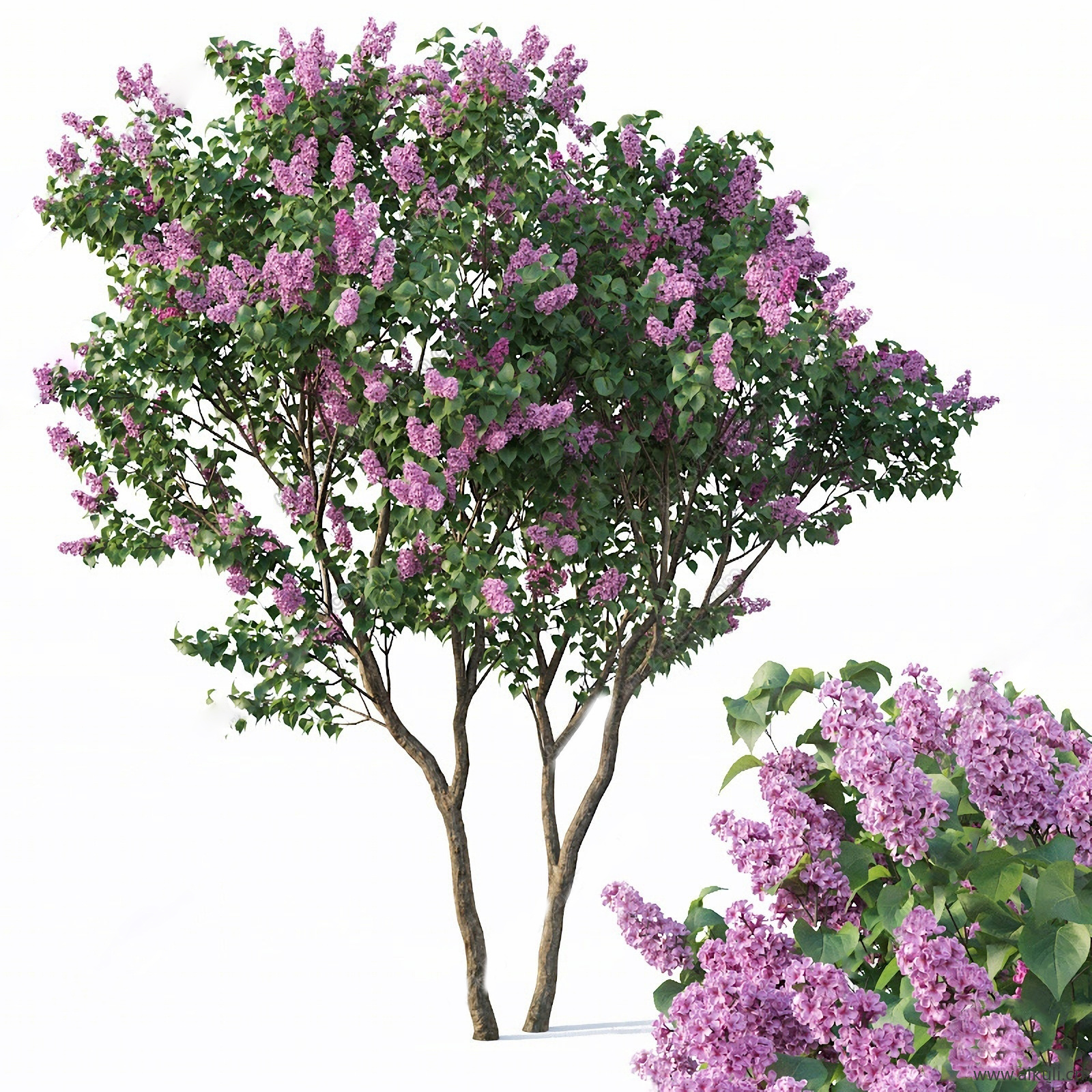 花树 丁香树 丁香花 紫薇树