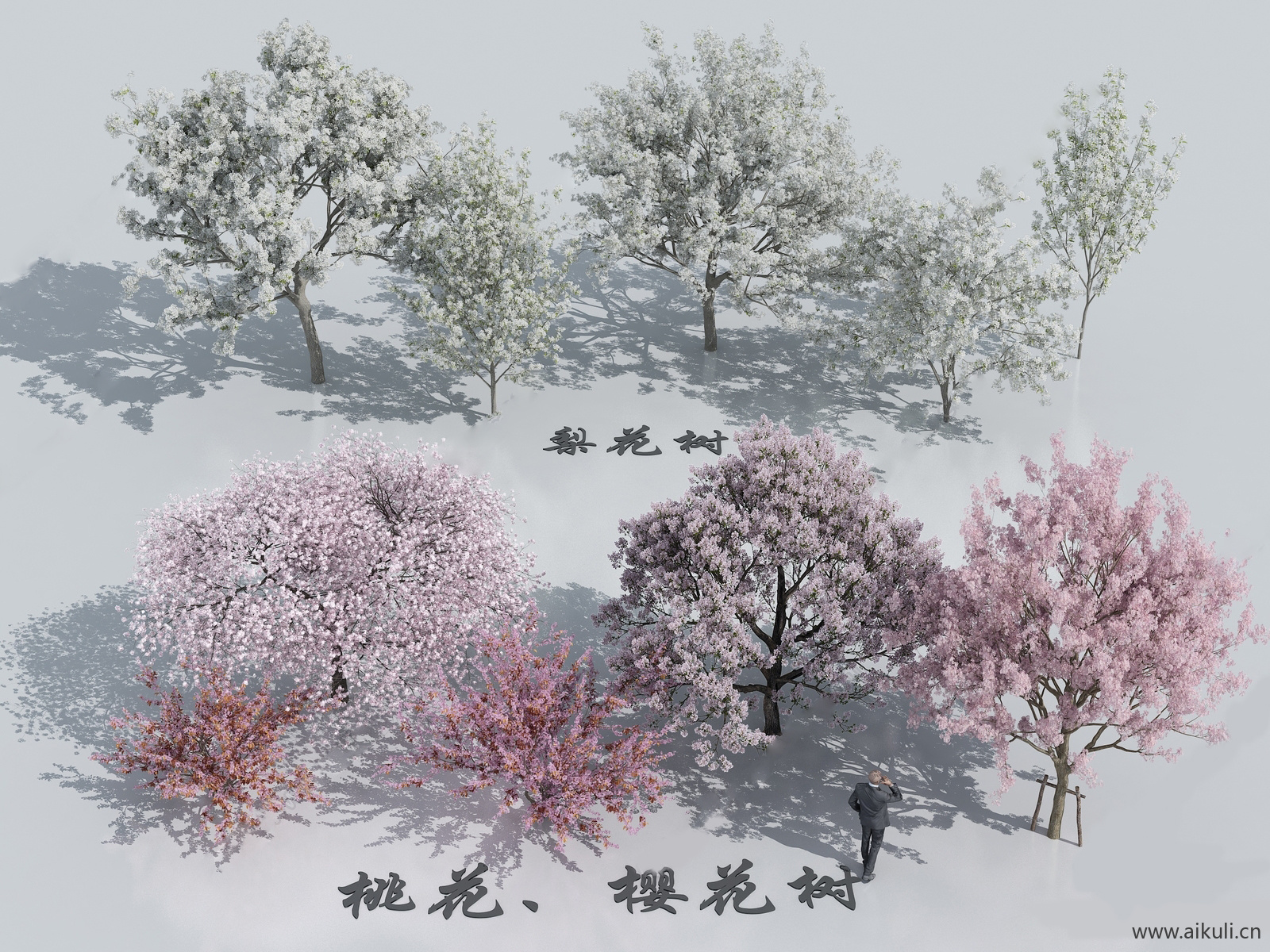 梨花桃花樱花树SU模型