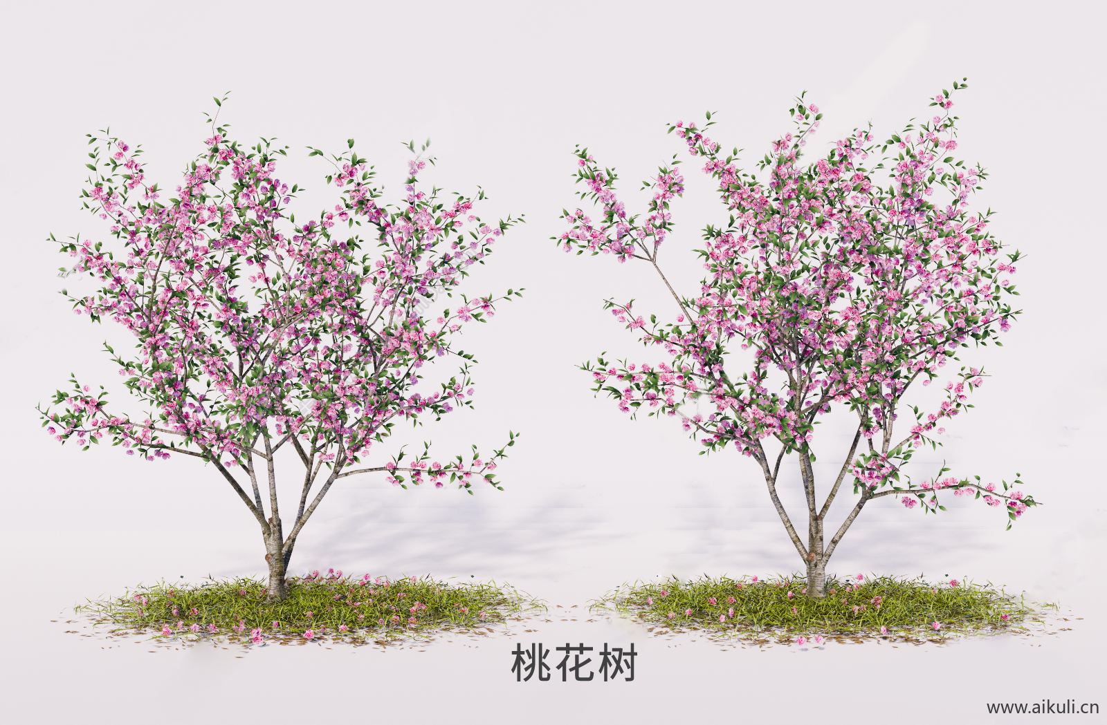 桃花树