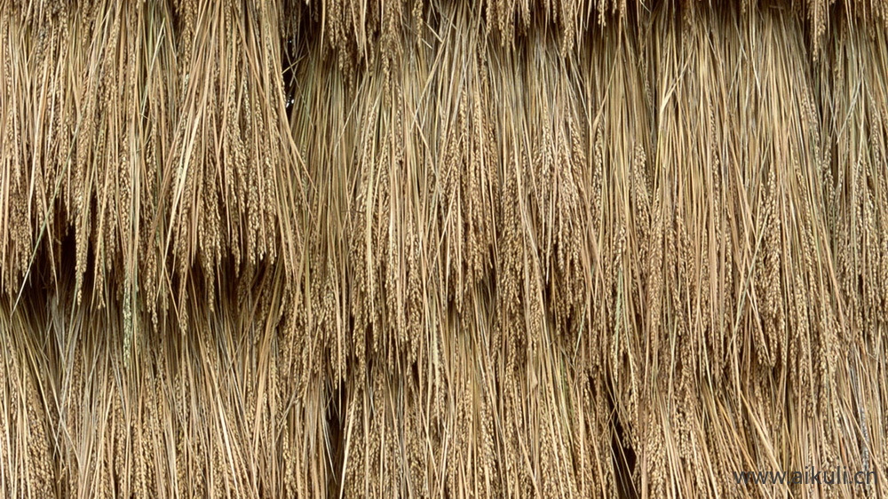 茅草屋面 乡村稻草 茅草顶 屋顶贴图BR