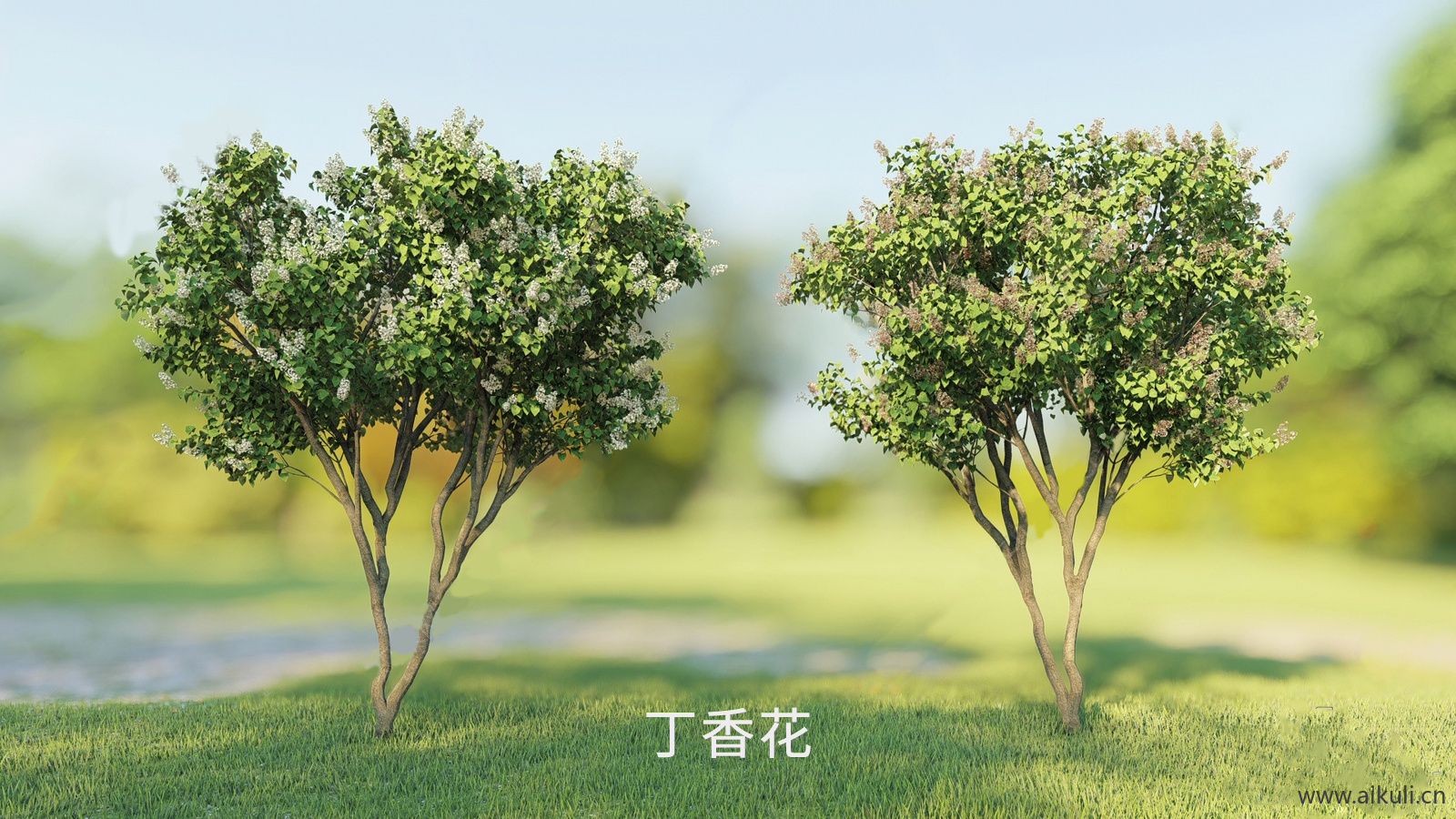 丁香树