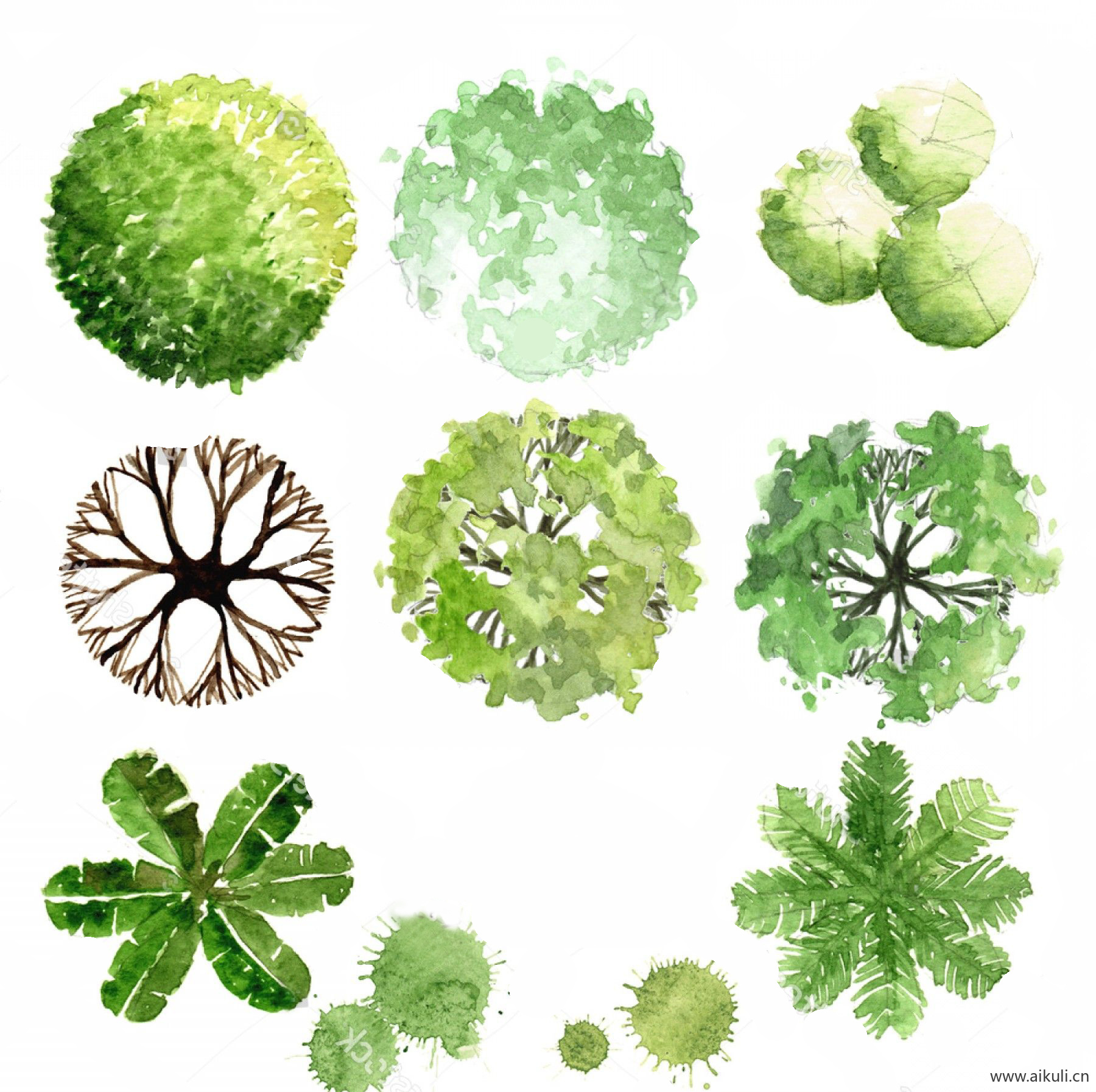 手绘植物彩色平面图BB-PSD