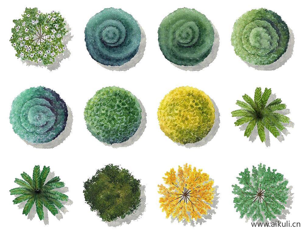 手绘植物彩色平面图Q-PSD