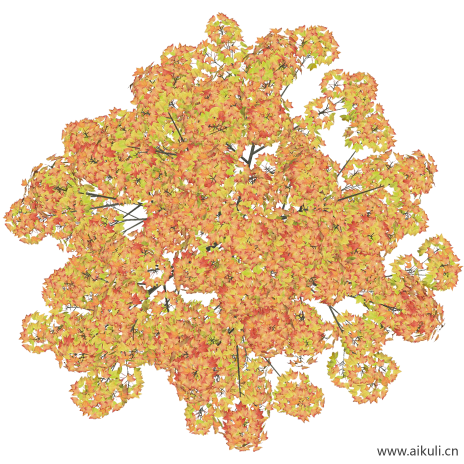 三角枫PNG免扣