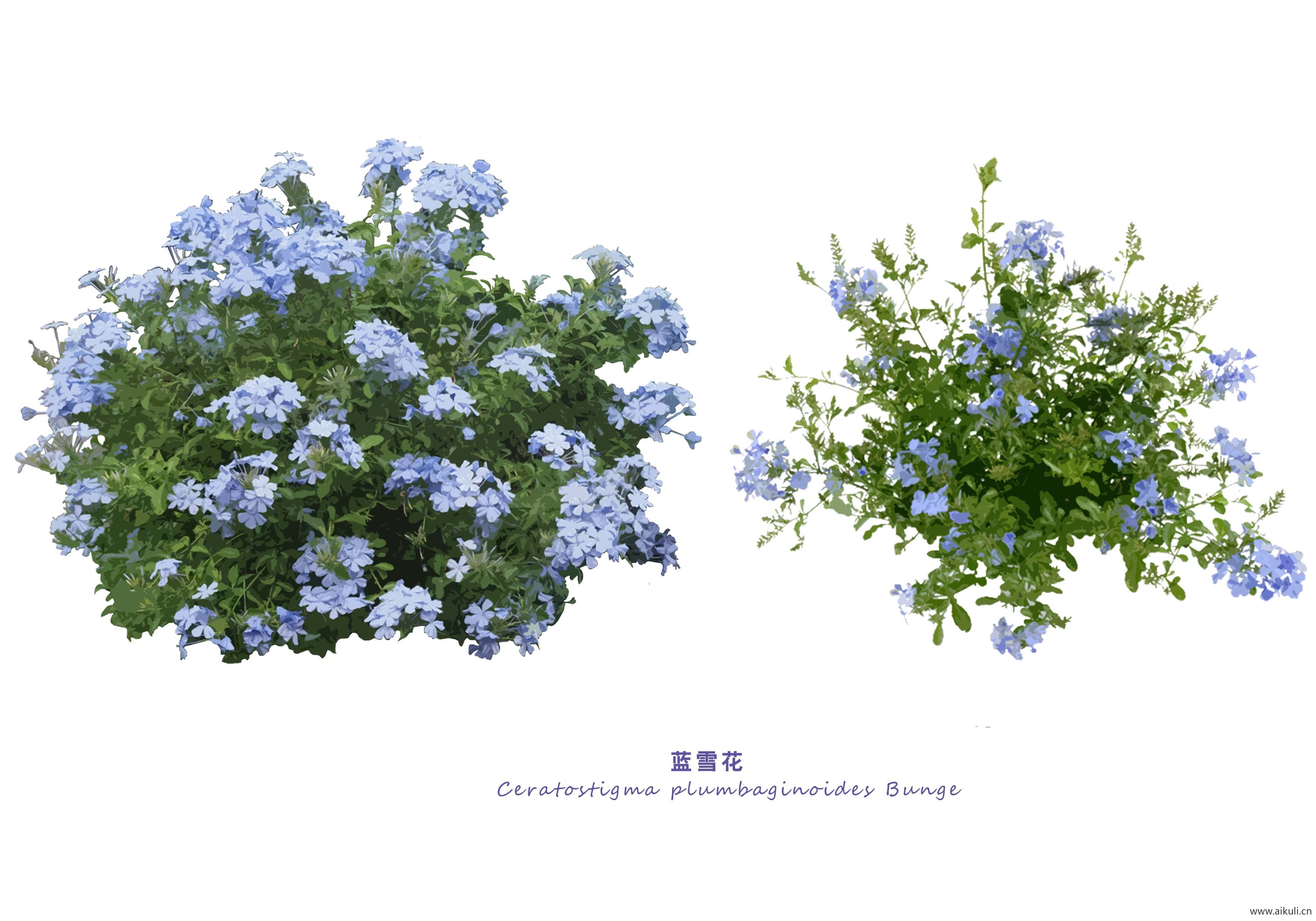 蓝雪花
