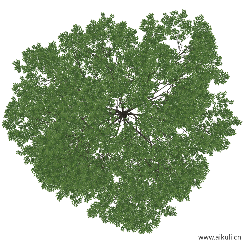 榉树 (3)