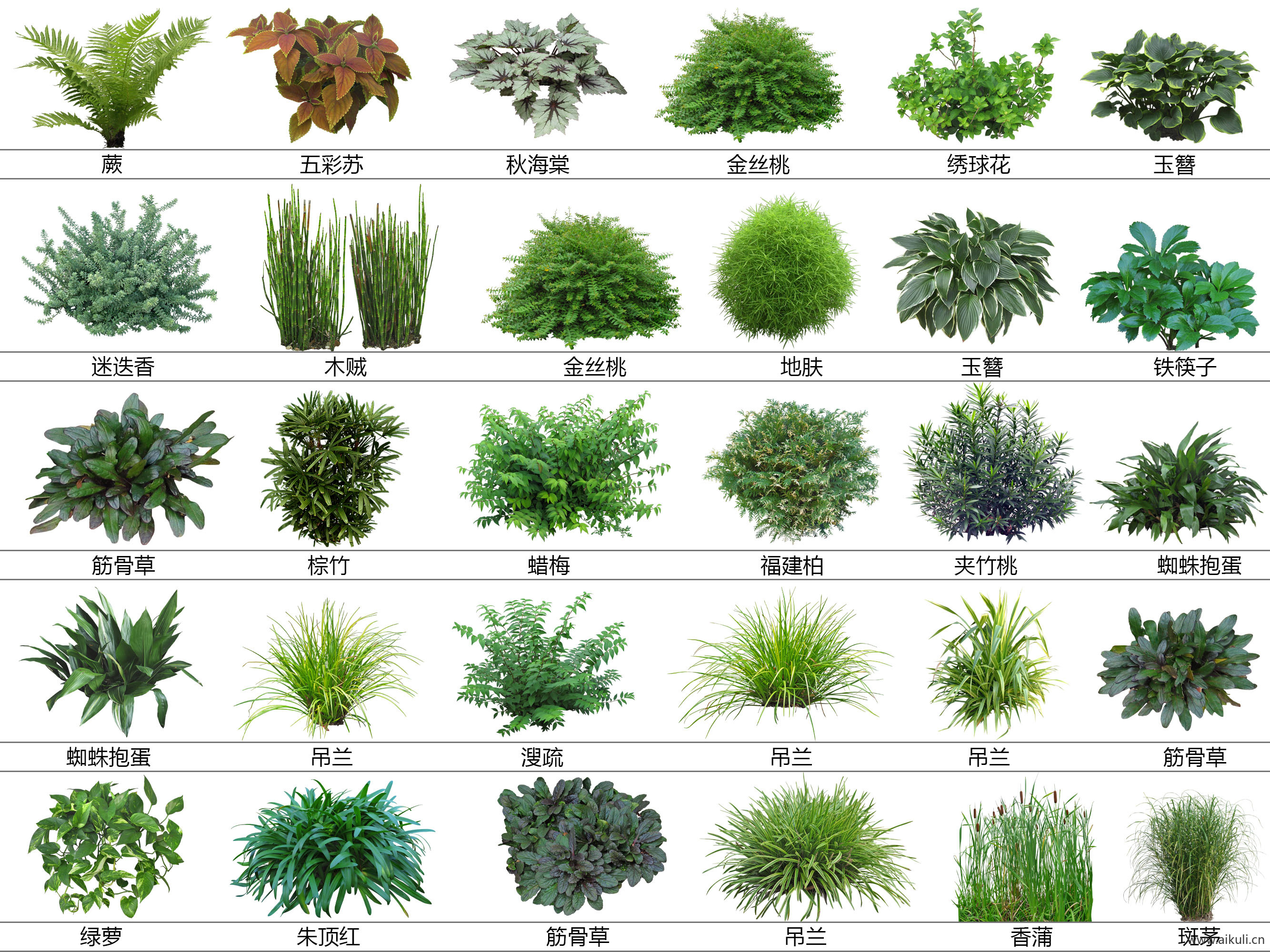 地被观赏植物免抠PSD  