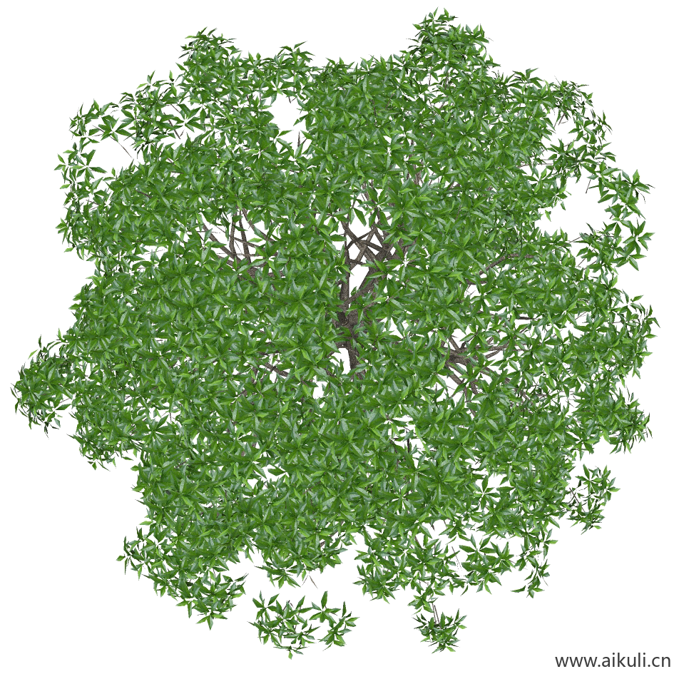 桂花小