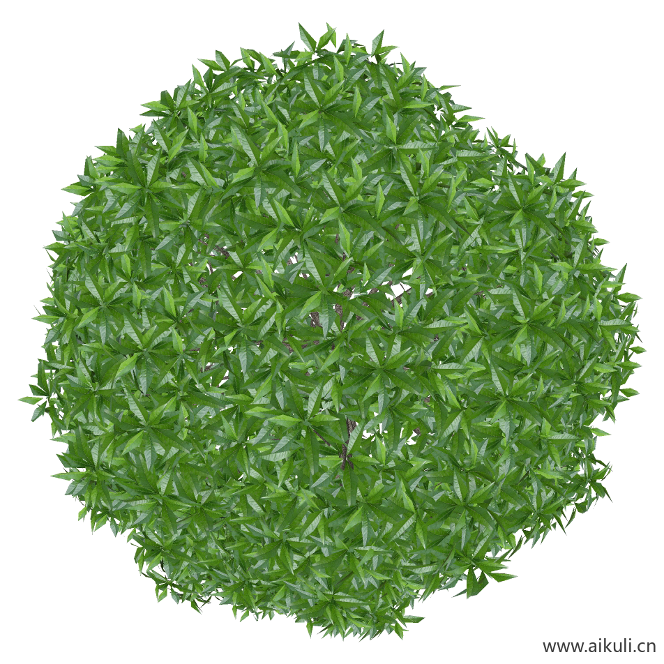 桂花小3