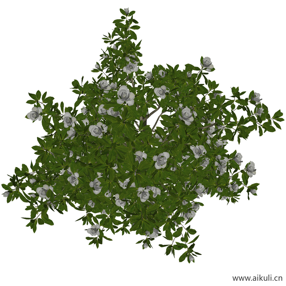 广玉兰 (PNG免扣)_1