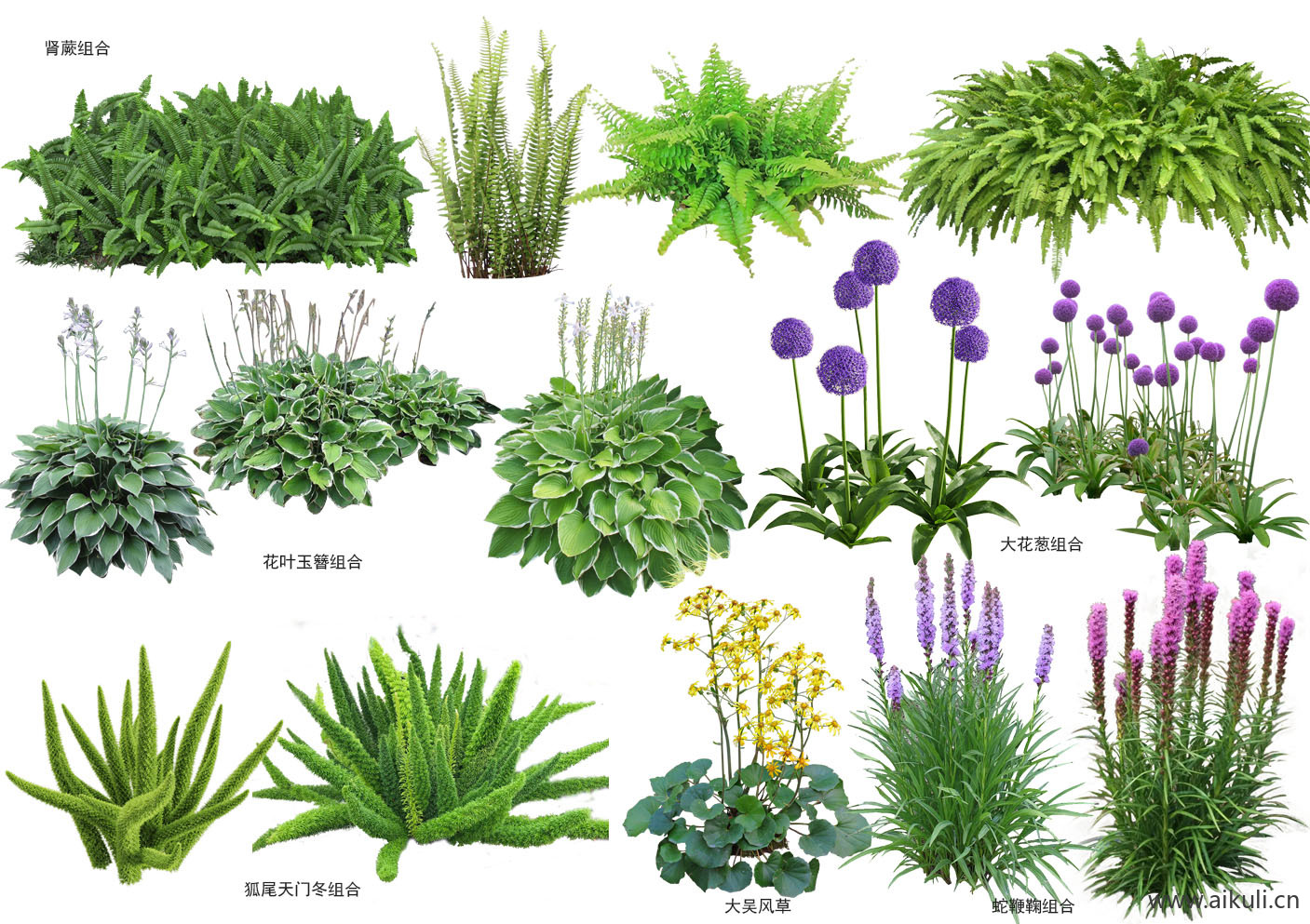 现代花草_肾蕨_大吴风草_蛇鞭鞠_大花葱_狐尾天门冬  
