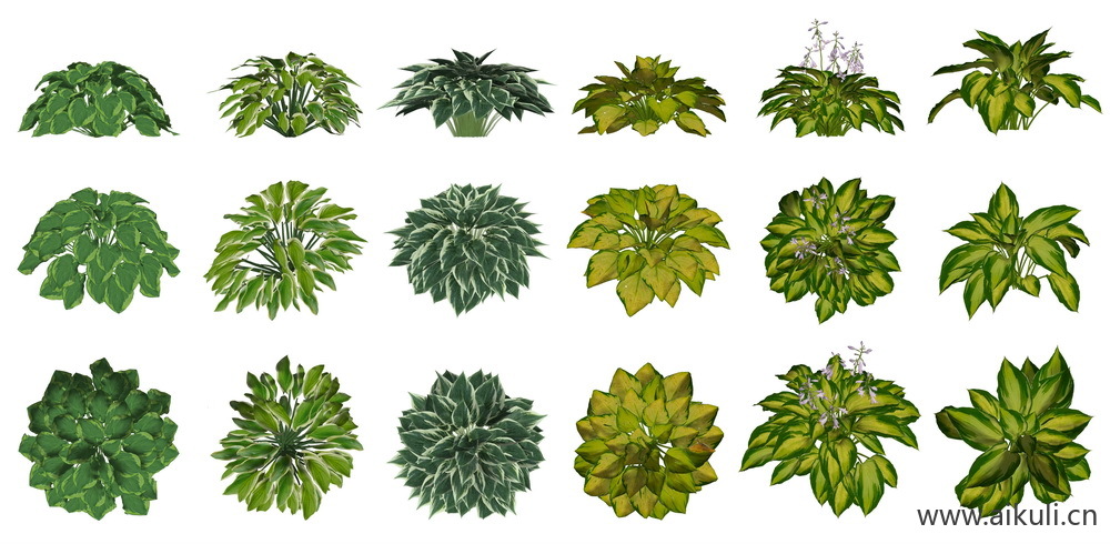 庭院植物ps免抠