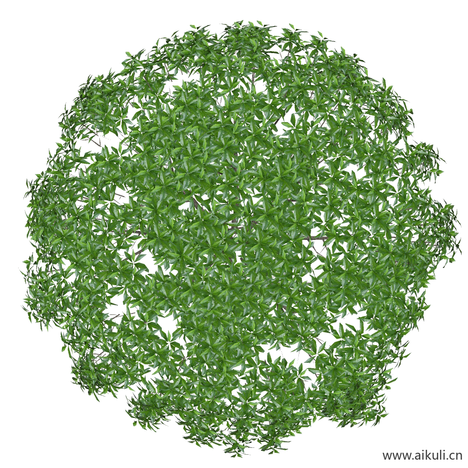 桂花小5