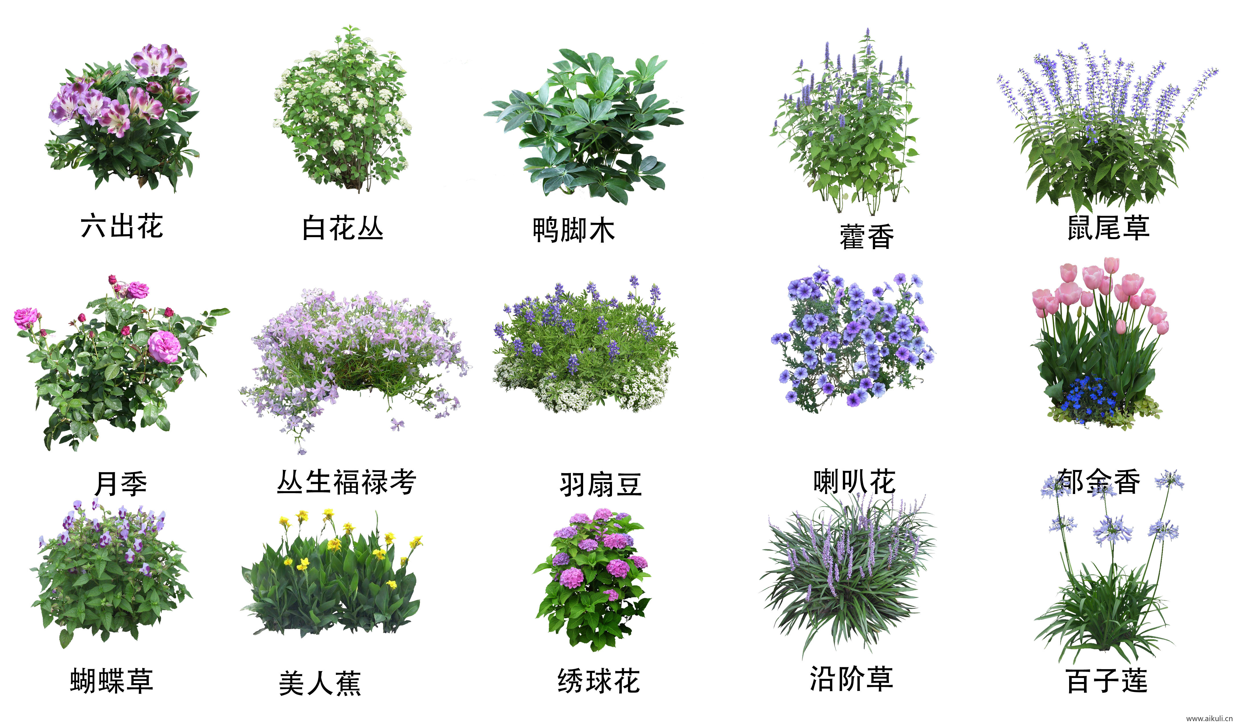 现代花草_带名称花草植物_地被植物_郁金香_鼠尾草_  