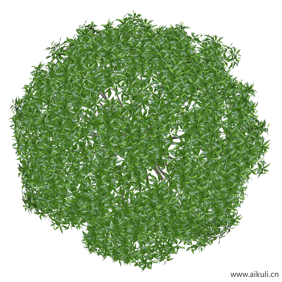 桂花小PNG免扣