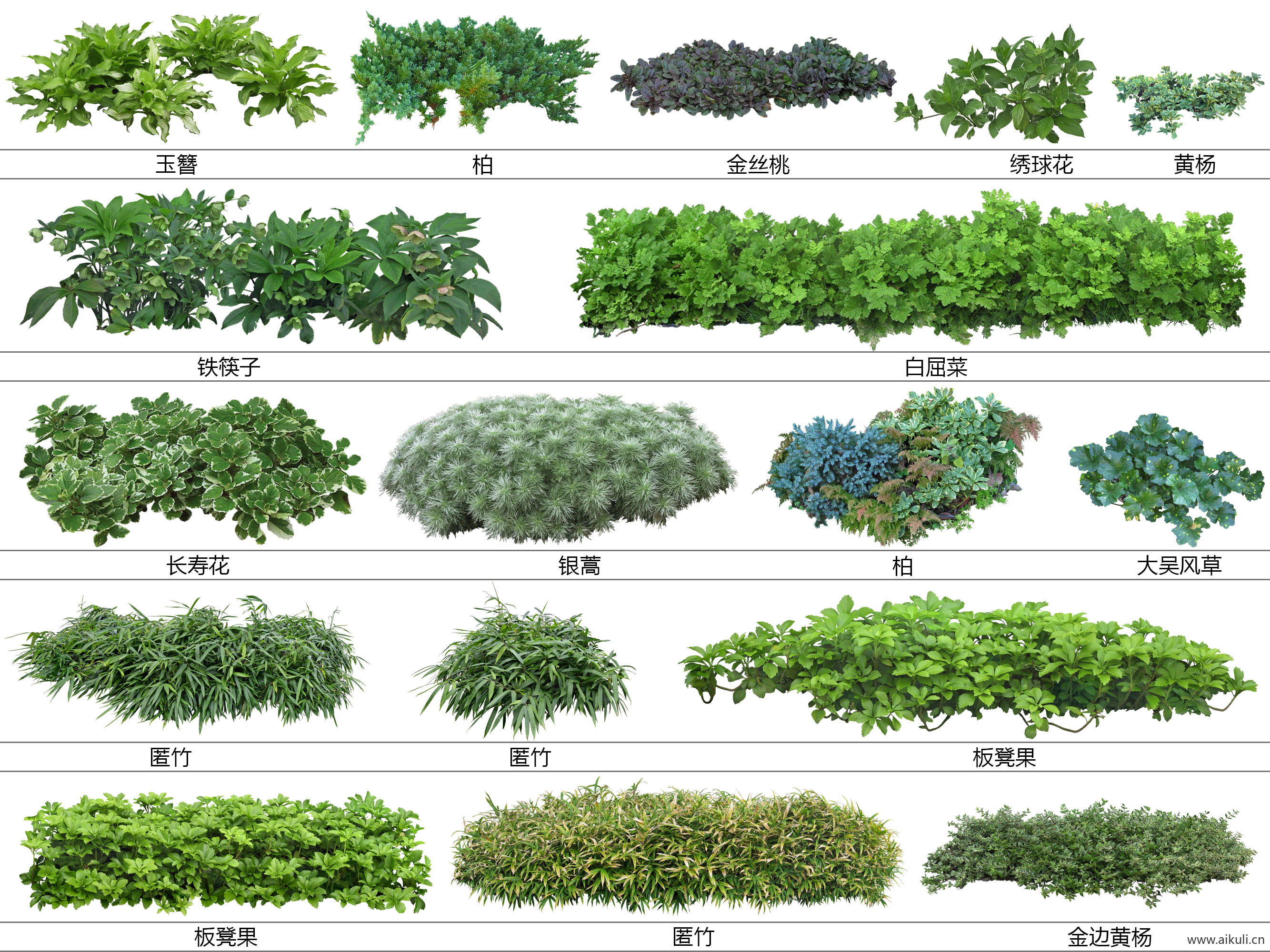 现代花草_带名称_地被植物_玉簪_黄杨_大吴风草  