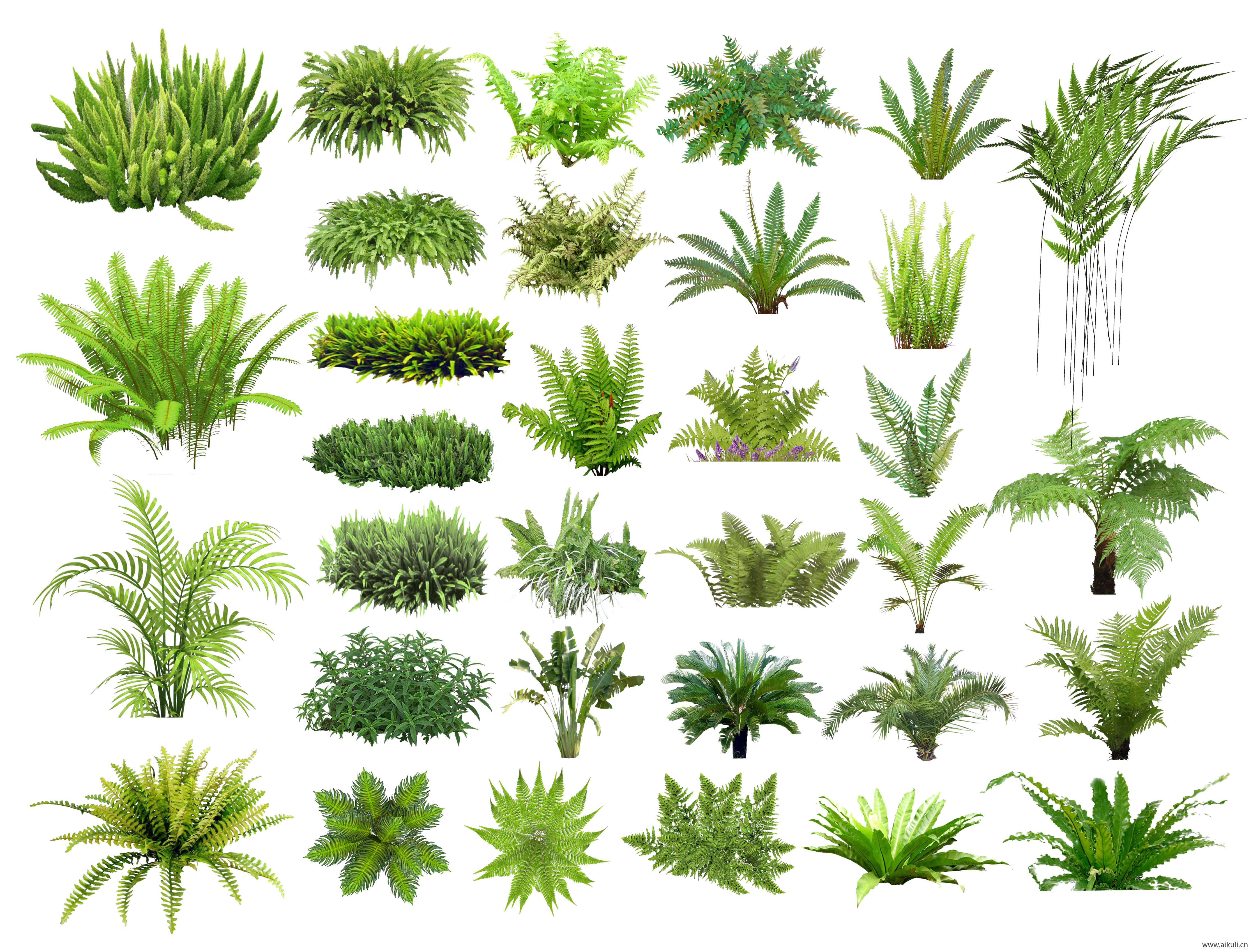 蕨类植物_花镜植物花灌木_景观地被花草  