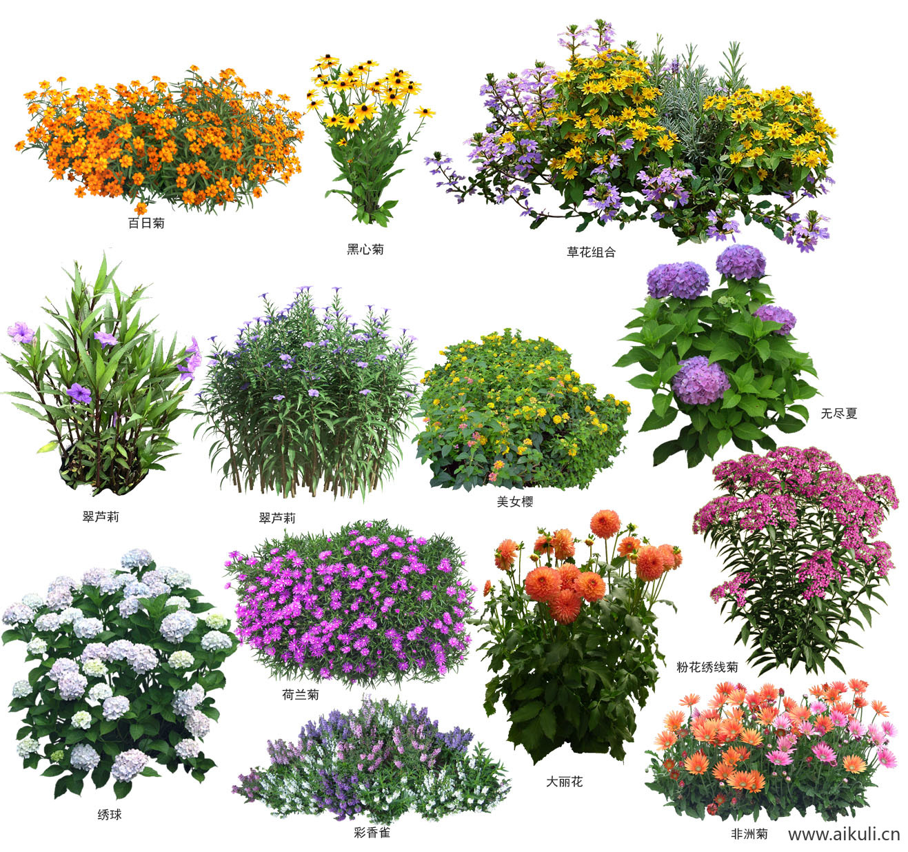现代花草_地被草花_翠芦莉_绣球_非洲菊  