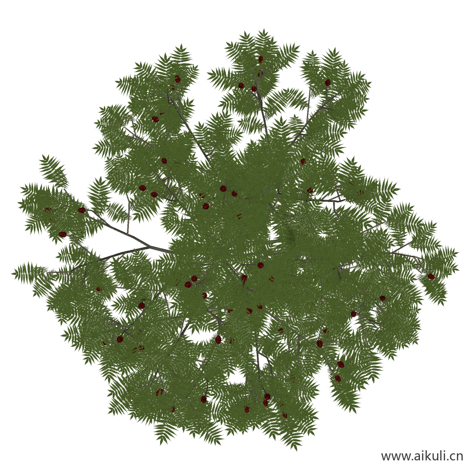 栾树 (5)