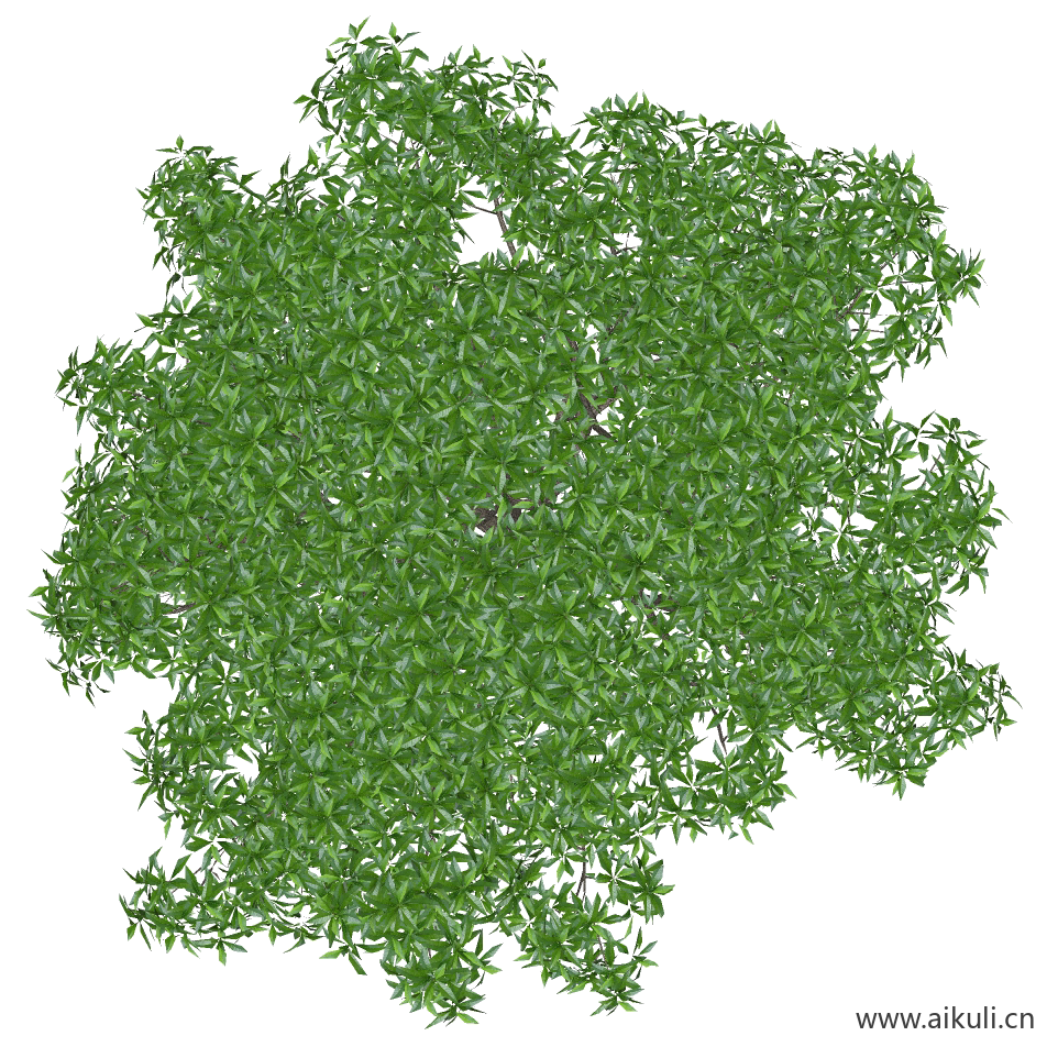 桂花小-PNG免扣