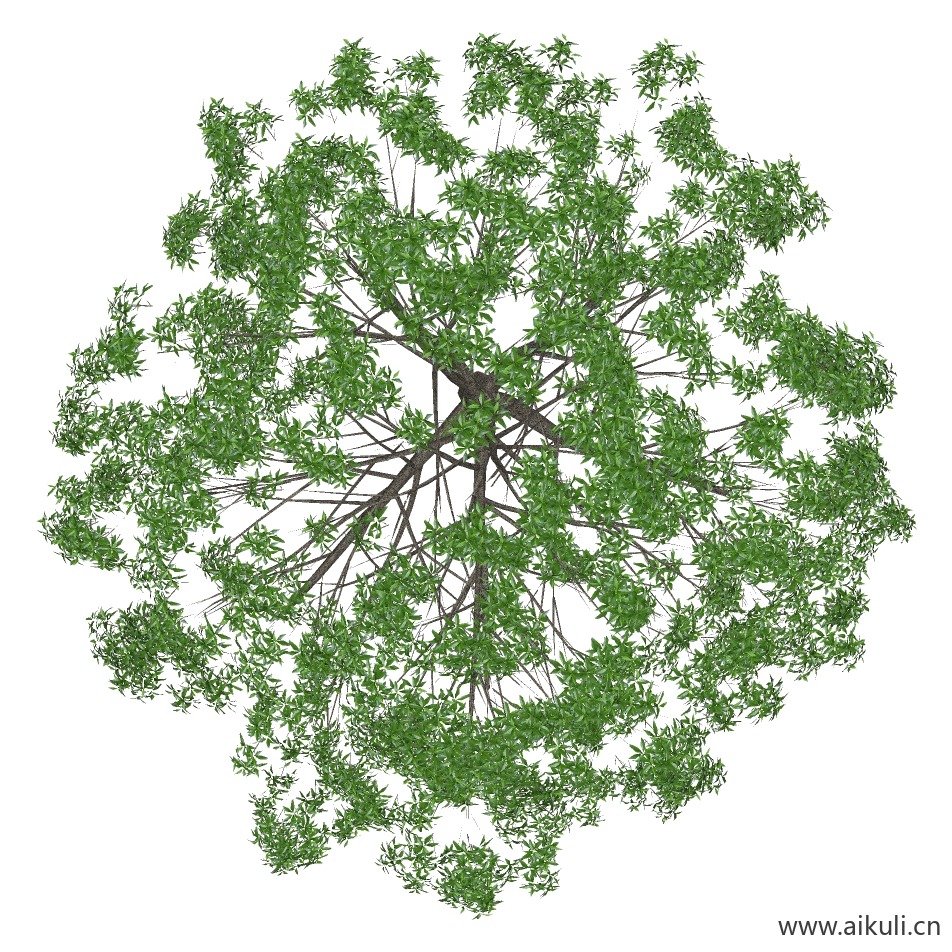 桂花大