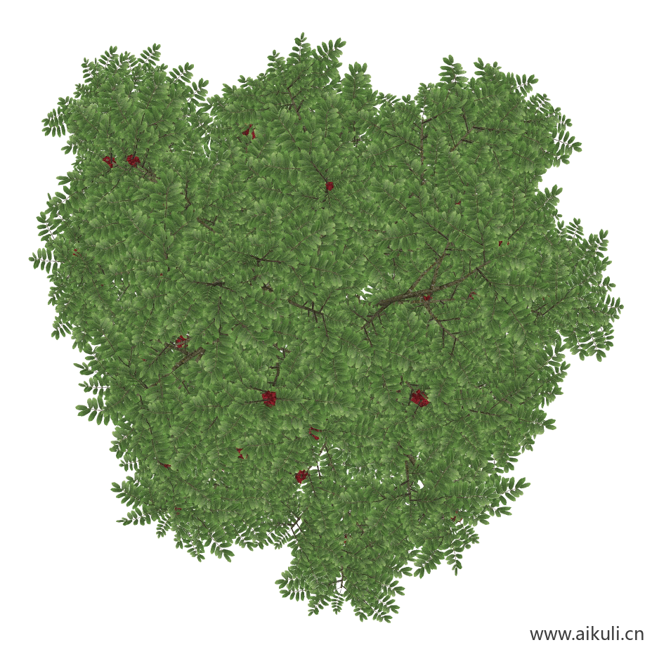 栾树 (3)
