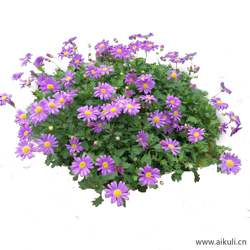 免抠开花地被姬小菊