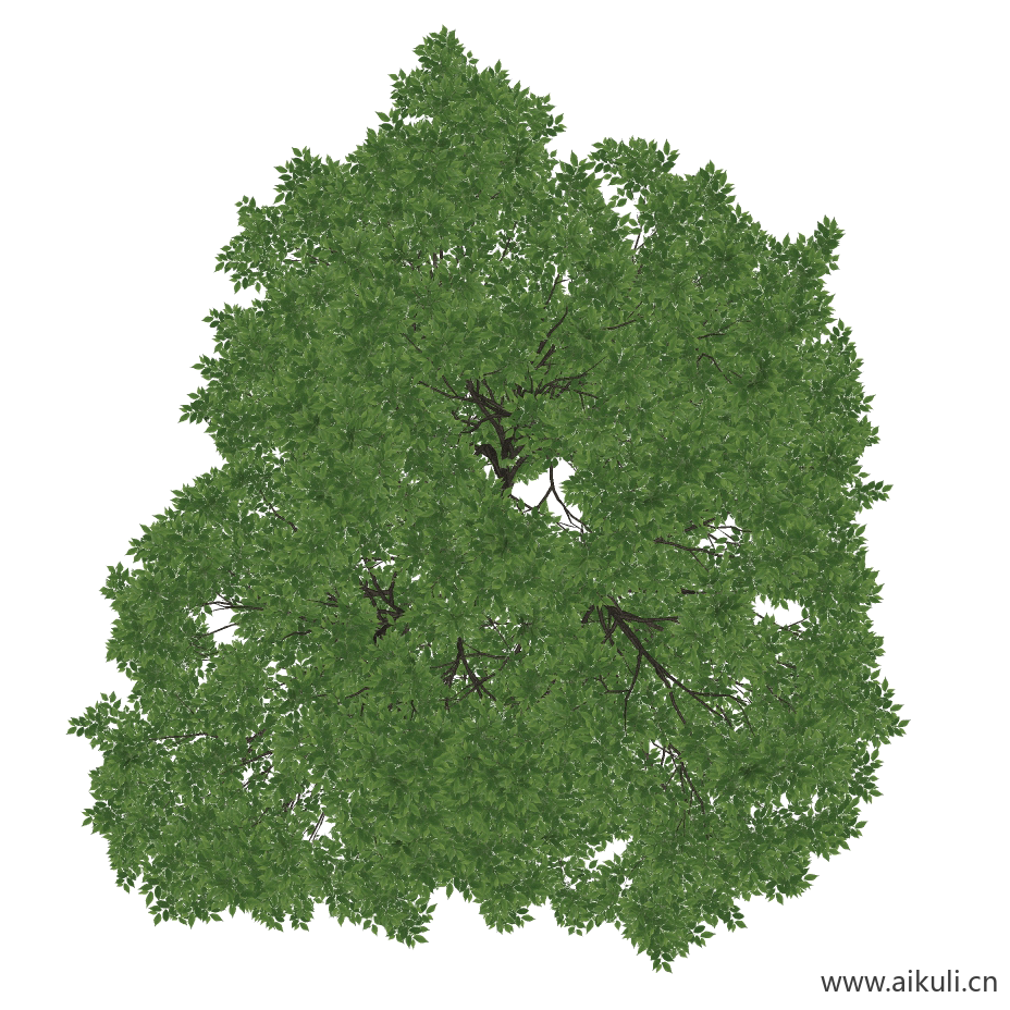 榉树 (PNG免扣)