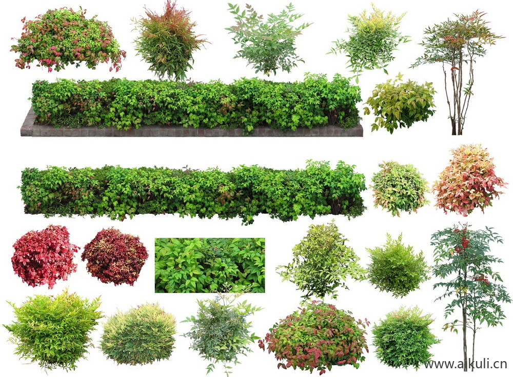 庭院植物灌木psd花园玉簪矾根百子莲 (1)