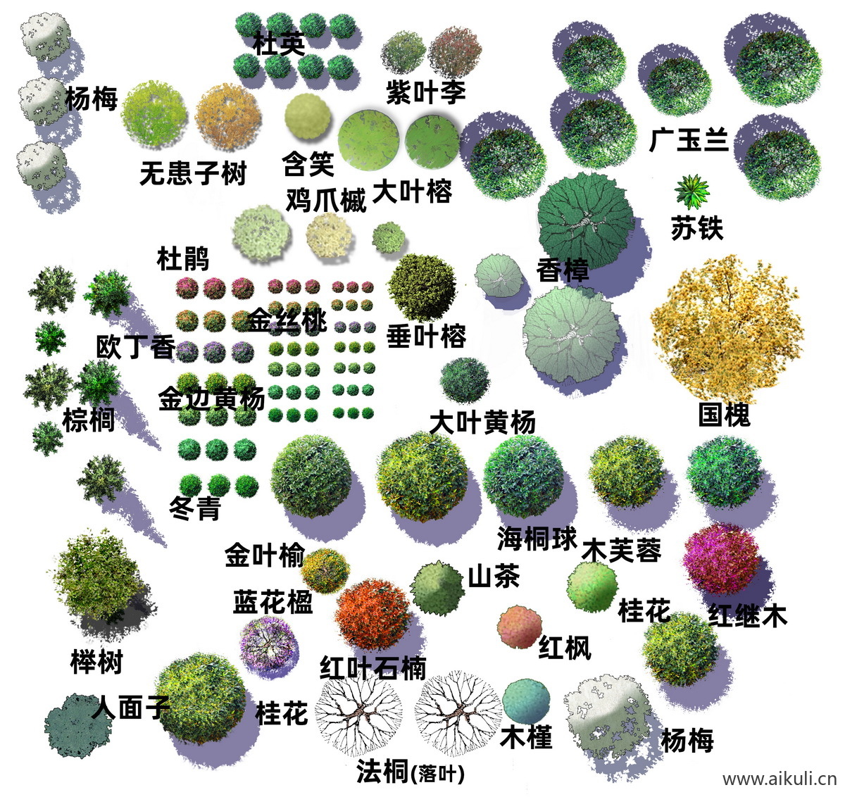 树平面