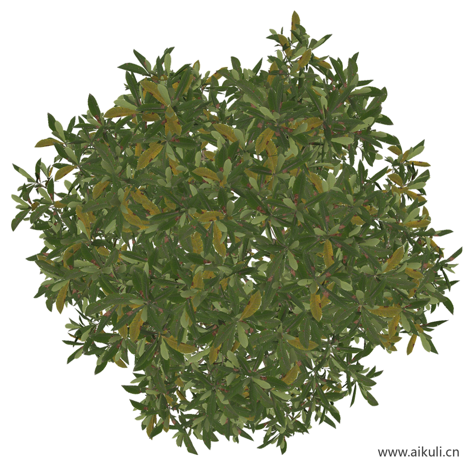 枇杷 (PNG免扣)