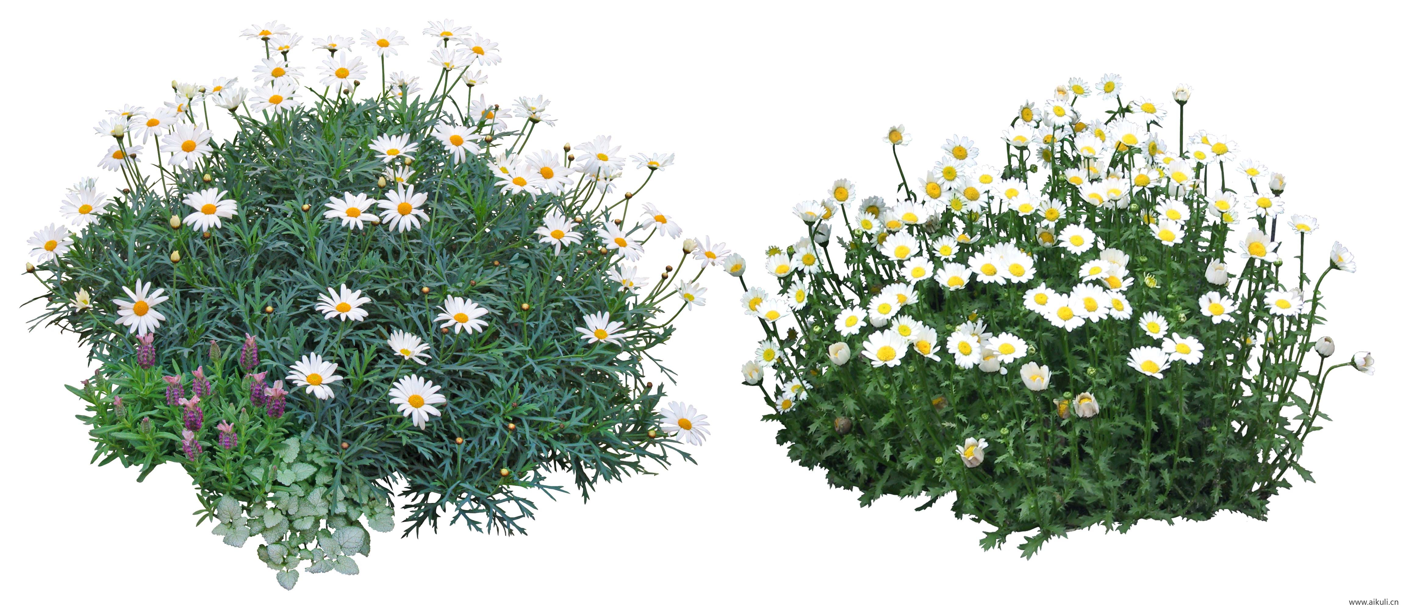 免抠玛格丽特花白晶菊