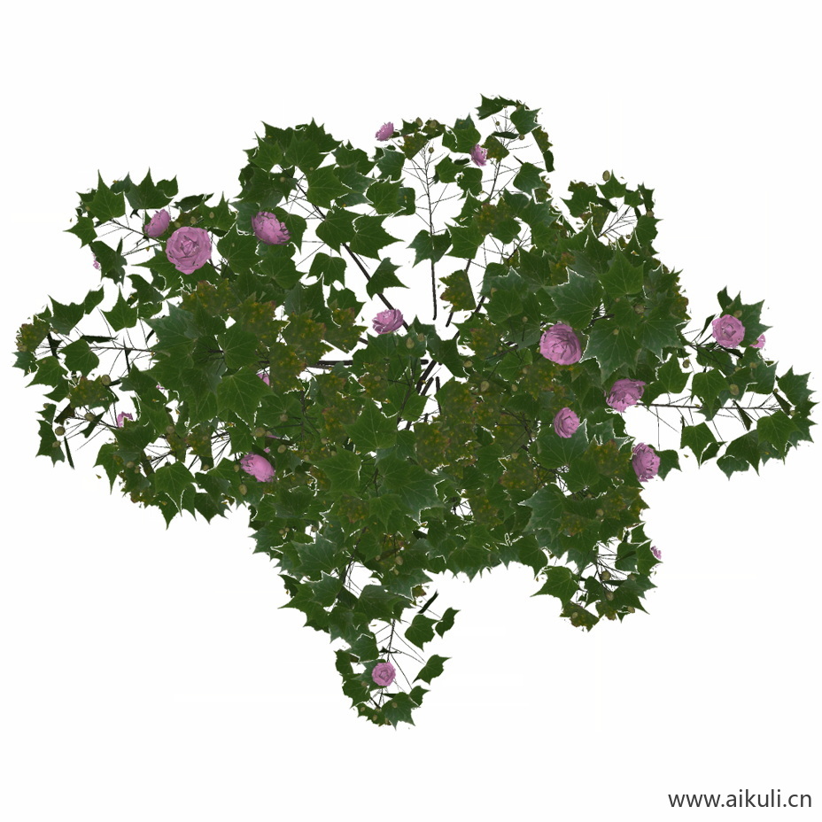 木芙蓉_PNG免扣1