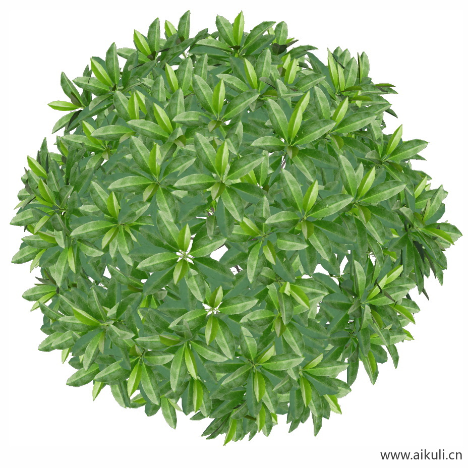 灰莉球