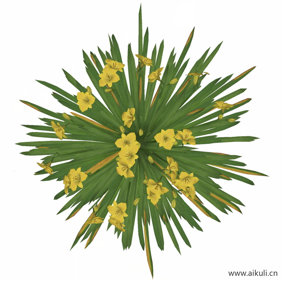 大花萱草1