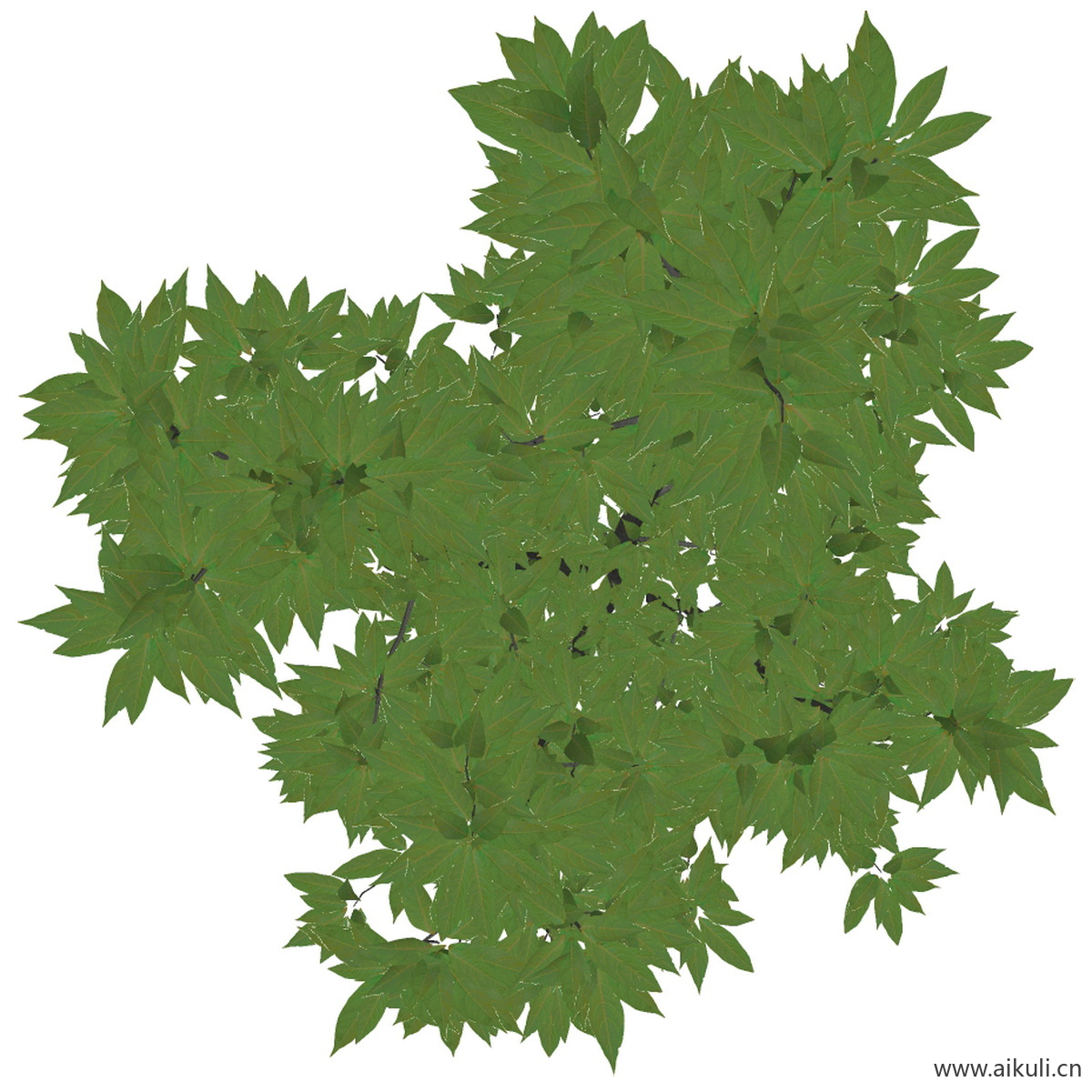 法国冬青 (PNG免扣)