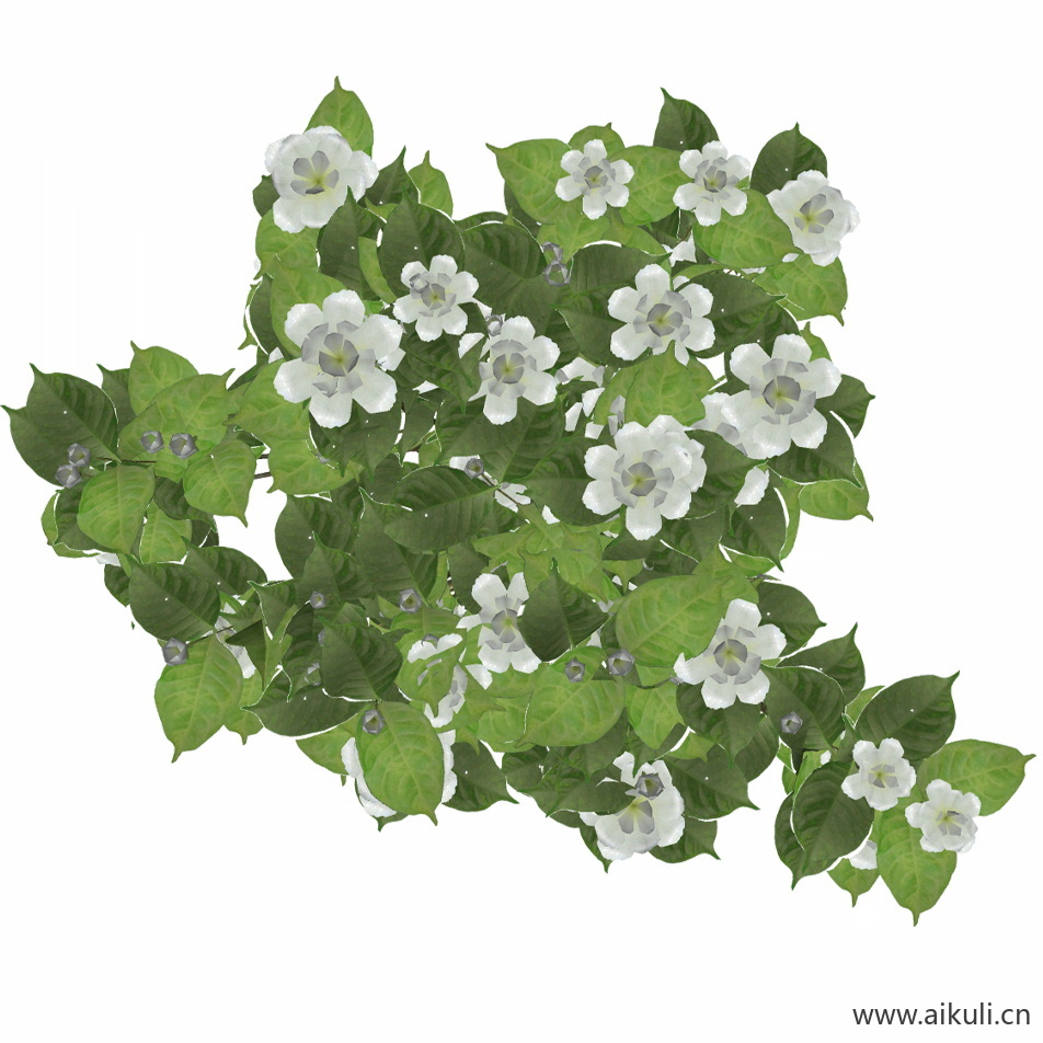 栀子花 (3)