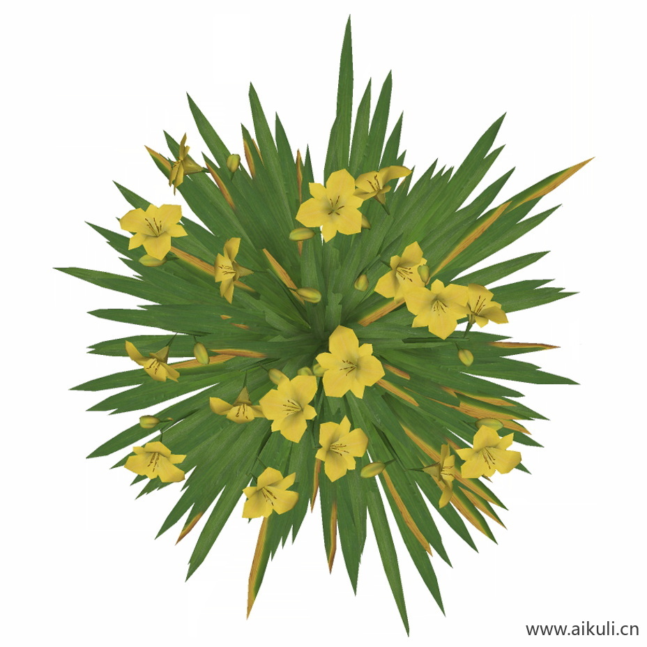 大花萱草2