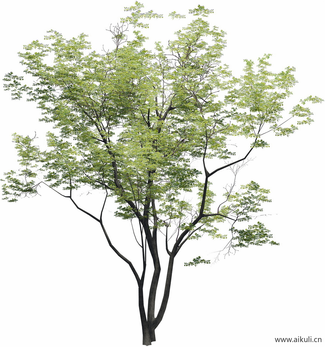 朴树乌桕丛生孤植榆树榉树景观树PNG免扣