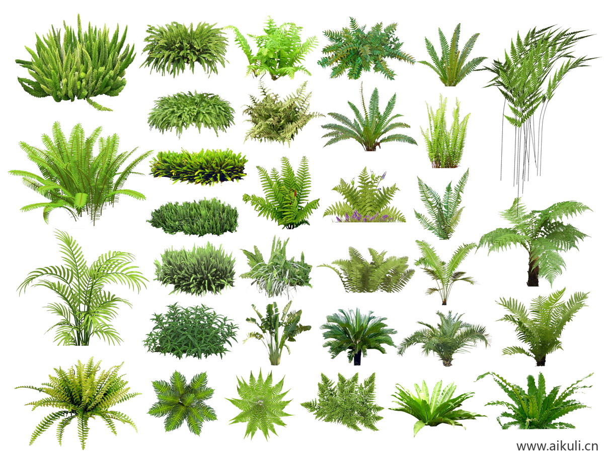 蕨类植物_花镜植物花灌木_景观地被花草  