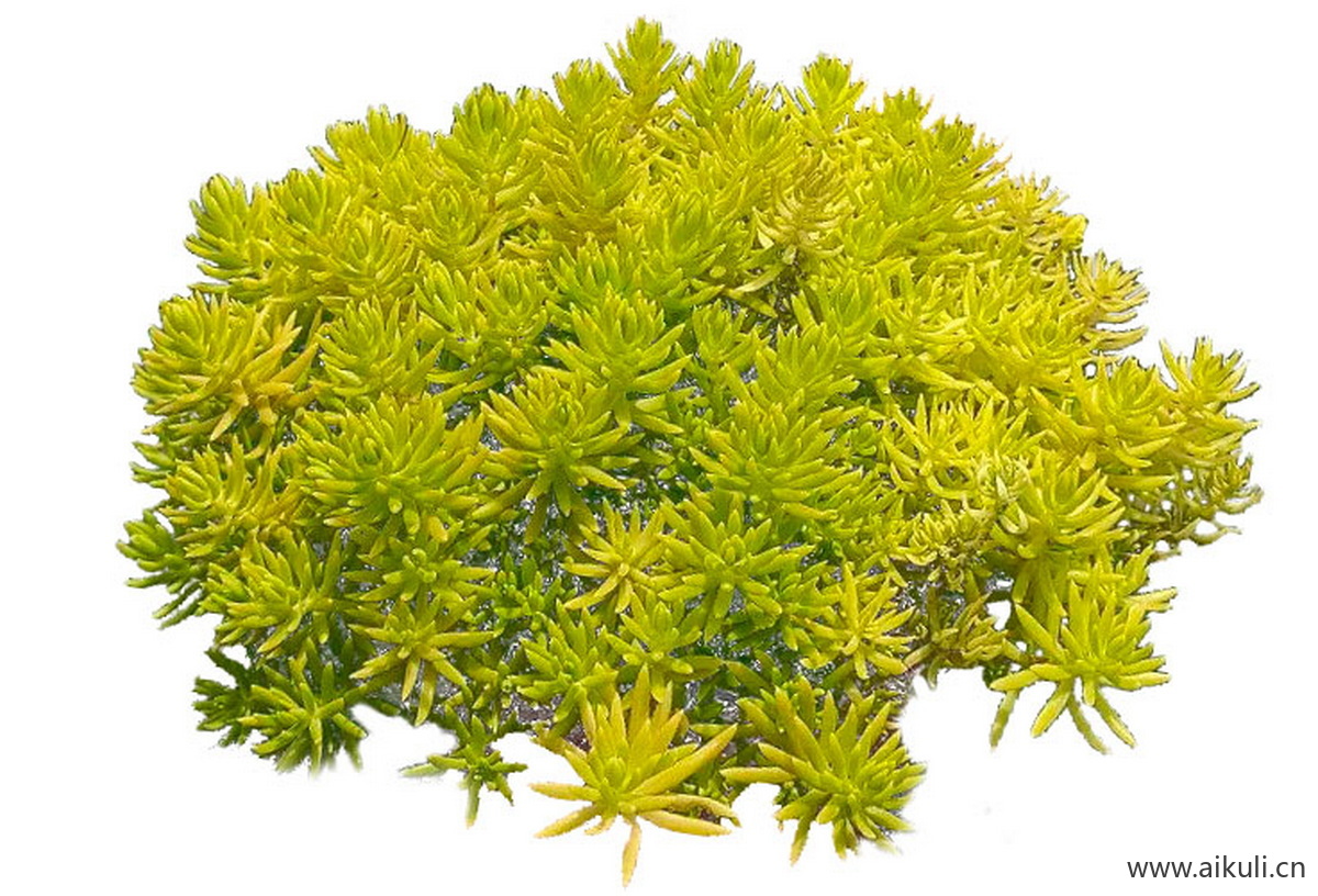 免抠佛甲草佛指甲铁指甲狗牙菜   