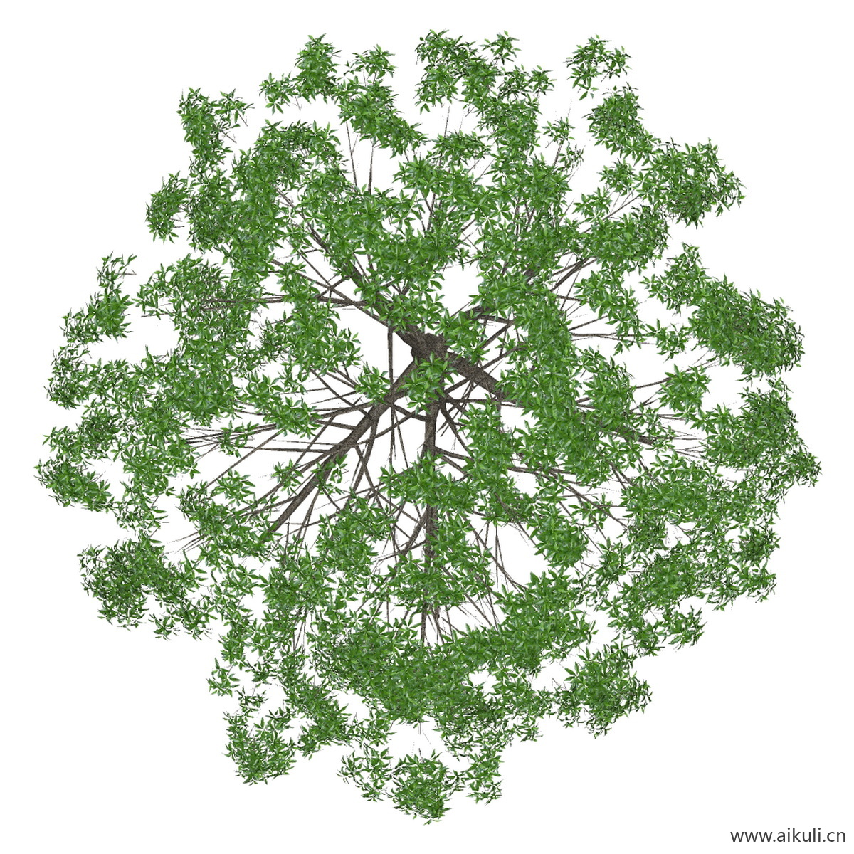 桂花大