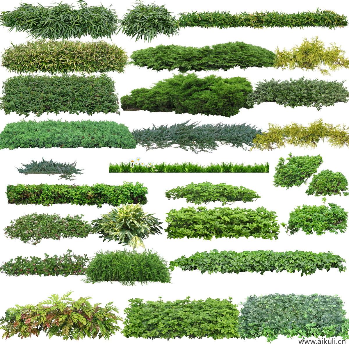地被植物   