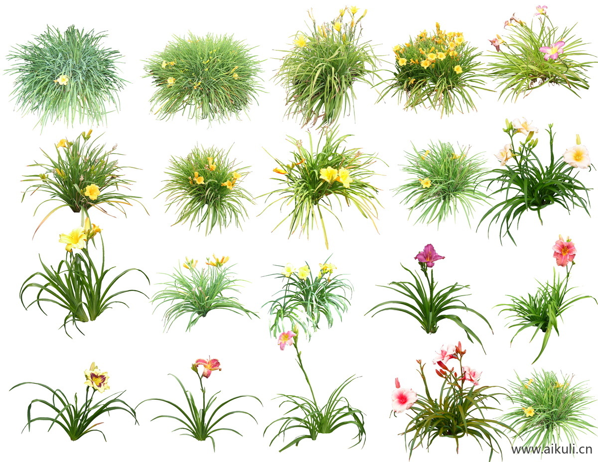 庭院花卉花草园林花境植物景观psd免抠