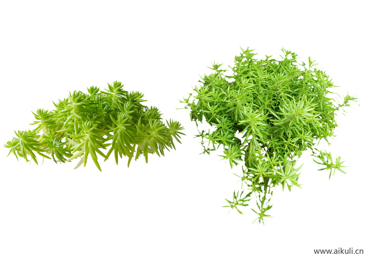 庭院花园花卉花草园林花境植物景观造景组合小品N-psd免抠